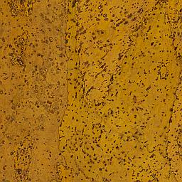 Dijon - Corcho - Barriga