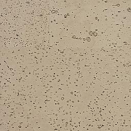 Grey Owl - Liège - Baltico